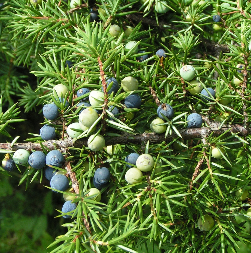 Juniper Berry Essential Oil Slovenia 5